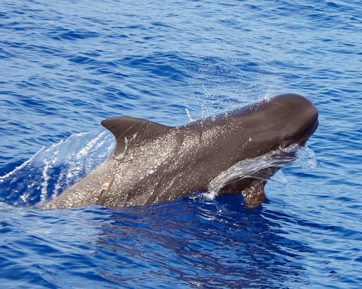 Whale watching experience for kids