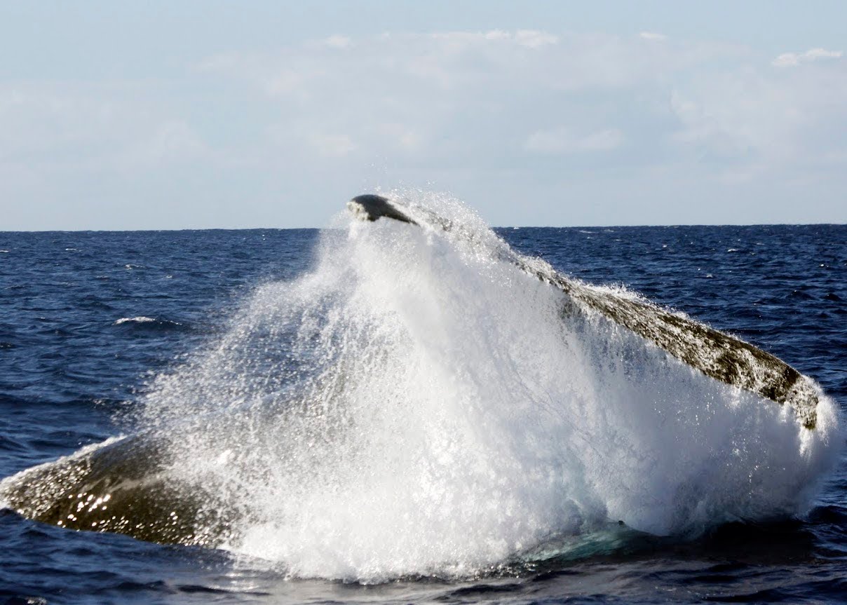 Whale Watching Trips-234 A Guide for Seniors to Whale Watching Trips