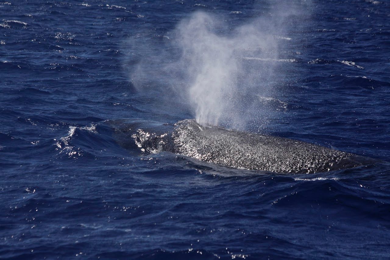 Whale Watching on Oahu with Kids-345 The Best Family Guide to Whale Watching on Oahu with Kids