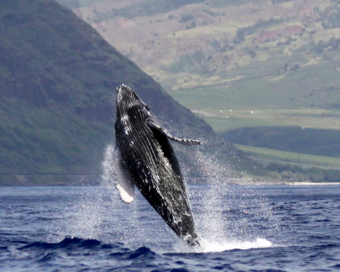 And then launches into a beautiful breach! Whales in Hawaiian Culture: Sacred Guardians of the Pacific