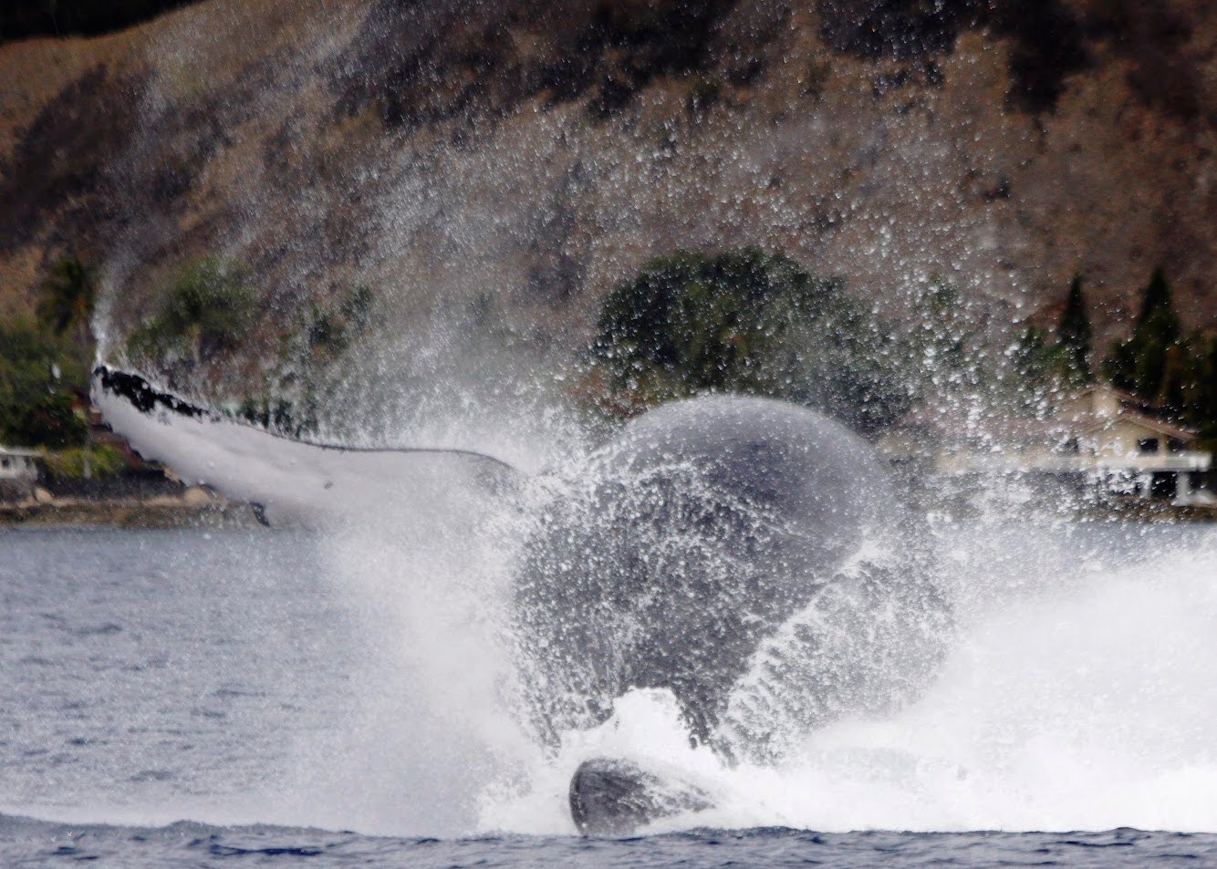 whale watching-475 Which island is better for whale watching: Oahu or Maui?