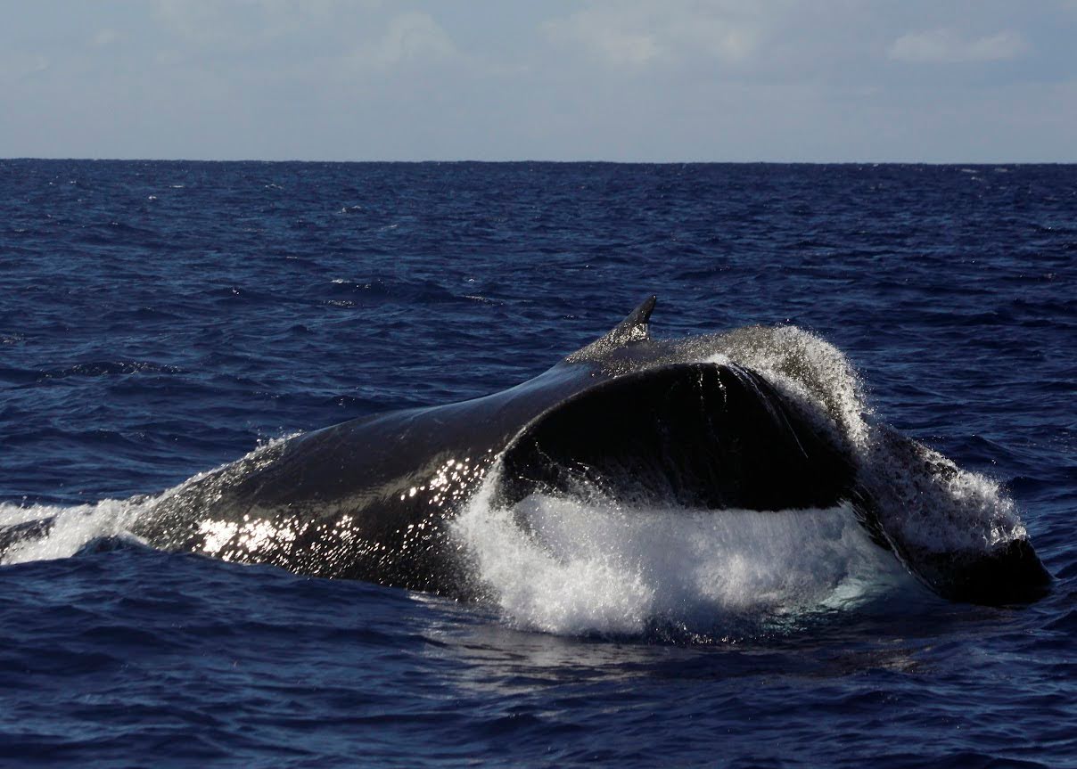whales food in Hawaii Can you give whales food in Hawaii?
