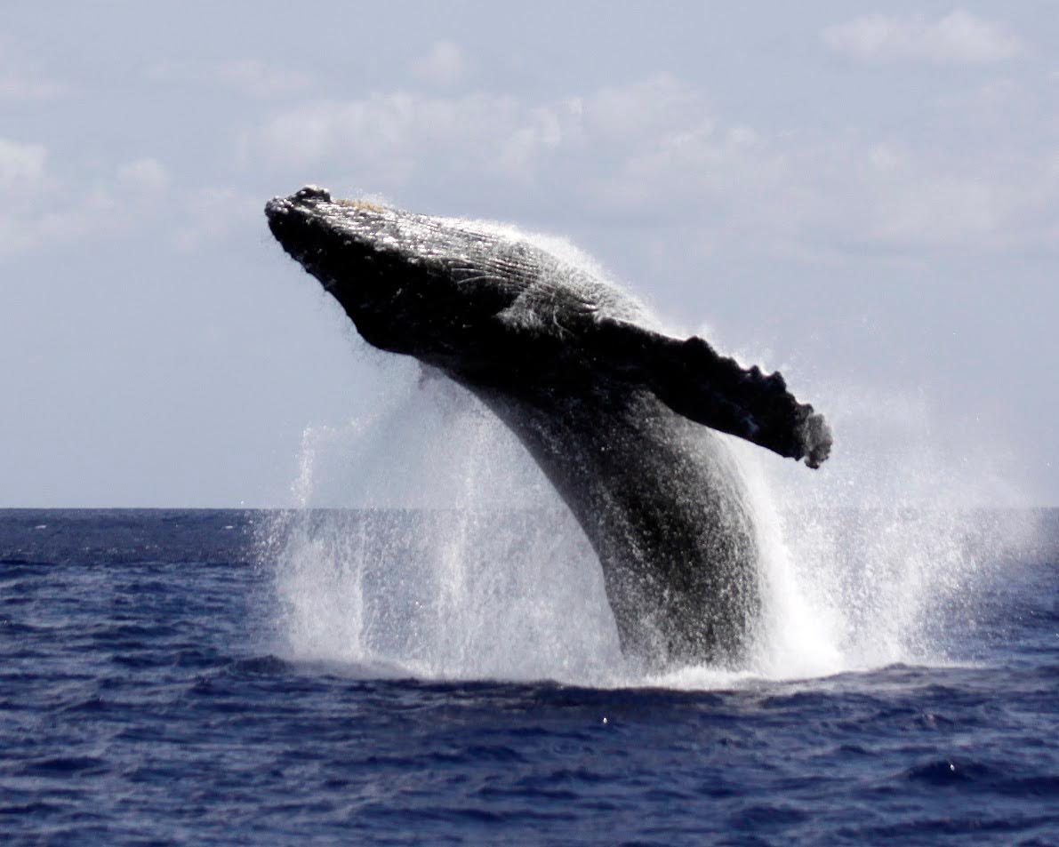 Eye Pleasuring of watching whale